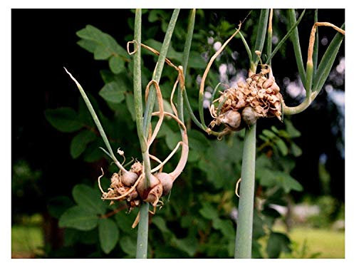 Potseed 70 Samt ägyptische Zwiebel Allium Cepa viviparum