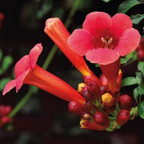 Amerikanischer Milin Flamenco 1L - Pflanze für Anfänger und professionelle Gärtner - Ideal für Kleingarten, Garten - Schöne Pflanze mit ungewöhnlichen Blüten - Genießen Sie jeden Tag ihre Farben