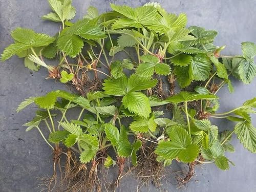 20 X Russian Wild Strawberry Plants! Fruits All Year Round! No Care Needed!