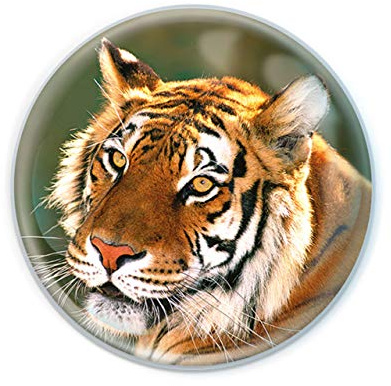 Deluxebase Magnidome Tiger Fridge Magnet – Crystal Glass Dome Animal Magnets for Fridges, Decorative Strong Magnet for Kitchen Accessories, Novelty Gifts and Cute Home Decor.