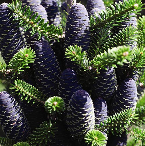 Low Maintenance, Hardy Evergreen Ornamental Tree, Korean Fir (Abies Koreana), Violet-Blue Cones, 2X Bare Root by Thompson and Morgan. (2)
