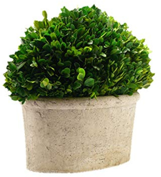 Serene Spaces Living Preserved Boxwood Oval Topiary in a Pot, Boxwood in Planters, Preserved Plant for Boxwood Table Decor, Centerpiece, Measures 12.5 Tall, 7.5 Wide & 14 Long