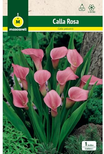 Mascarell Semillas, CALLAS ROSA, Semillas Bulbosas, Bulbos de Flores Primavera Fácil de Cultivar, Bolsa 1 Bulbo