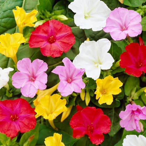 Mirabilis Jalapa Kollektion - 10 Växter - Mix av 5 Sorter - Vinterhärda och Perenna - Perenner från Holland - Vita-röda-rosa-lila Färger - Ingen Frö, Lökar och Ej Konstgjorda