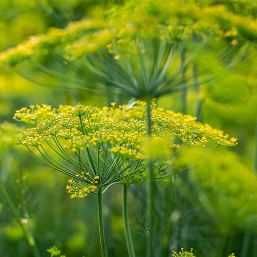 semillas de eneldo perenne resistente - Jardín interior 1000pcs