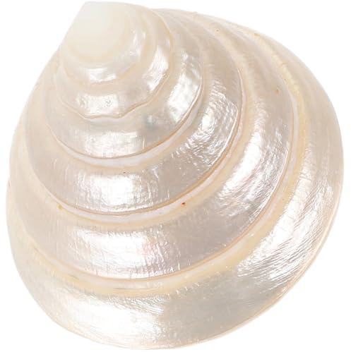 Levemolo Ornement de Coquillage Lumineux pour Décoration D'aquarium, Coquille Beige Légère et Confortable au Toucher, pour Décoration de Bureau ou Plage