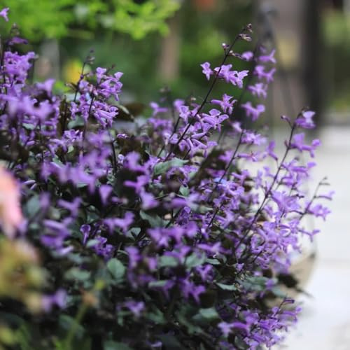 semi resistenti di lavanda biologici, lavanda perenne resistente tappezzante da giardino roccioso da giardino 60pcs