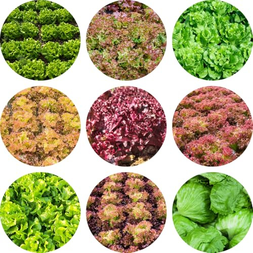 pflücksalatsamen winterhart,salat, für balkon kopfsalat luftreinigende 400pcs