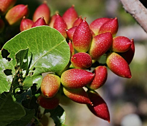 Portal Cool 100 Samen: Pistacia Vera, Echt Pistazien Samen, Il auch als Bonsai, Frost-Hardy