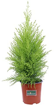 pianta di Cupressus Goldcrest Standard pianta di cipresso Goldcrest da esterno cipresso da vaso pianta vera venduta da eGarden.store (vaso 14 cm)