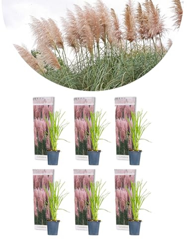6x Cortaderia Selloana 'Rosea' - Hierba de la pampa - Hierbas ornamentales - Resistente al invierno - ⌀9 cm - 15-20 cm