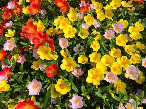 Pourpier à fleurs doubles en mélange - Portulaca grandiflora 200, vivace, couvre-sol