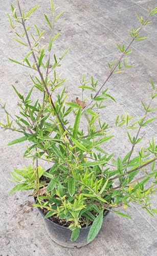 Buddleia saligna/Arbre aux papillons à feuilles de Saule/Conteneur de 3 à 4 litres/Arbuste parfumé
