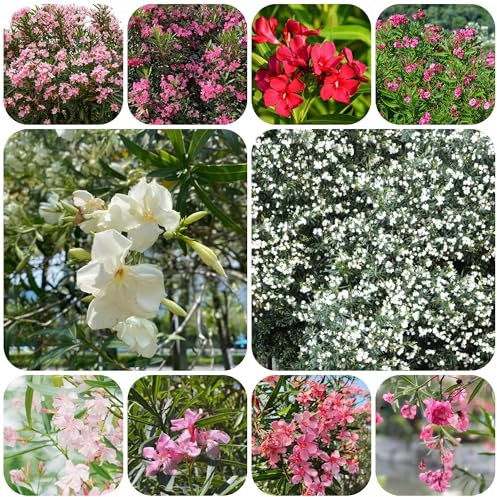 oleander winterhart - samen garden baumsamen gartenblumen blumen samen bäume balkonpflanzen pflanzensamen indoor garten - Seltene Pflanzen - flower seeds blumensaat topf pflanze 20pcs