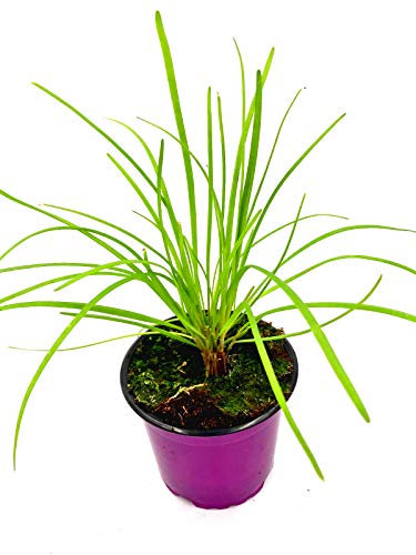 Schnittknoblauch Allium-hybride Kräuterpflanzen 3er-Set