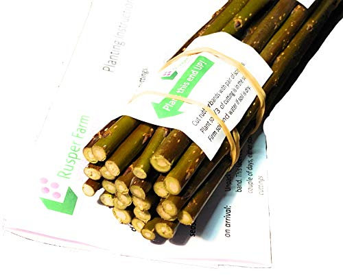 Living Willow Cuttings, Premium Quality, Setts Garden Hedge Screening Basketry Biomass, Very Fast Growing, Easy No-Dig Planting (25, 10inch / 25cm)