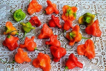 Piccante Pepperone 10 Semiaguta Campanula Piccante