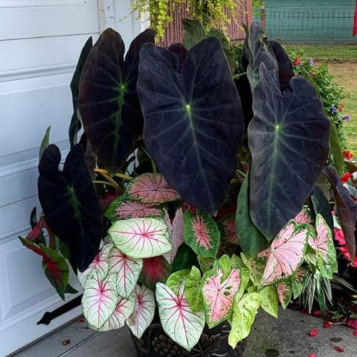 Bulbo de oreja de elefante. Perenne resistente al frío. Hojas perennes. Con tallo alto y hojas grandes. Para cultivo de jardín.-3 bulbos-E