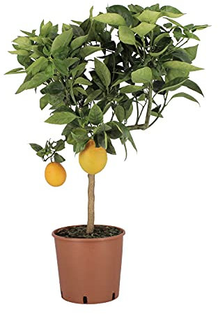 KENTIS - Oranger Doux - Citrus Sinensis - Vraies Plantes d'Agrumes - Arbres Fruitiers de Jardin- Plante d'Extérieur - H 70-80 cm Pot de Ø 20 cm