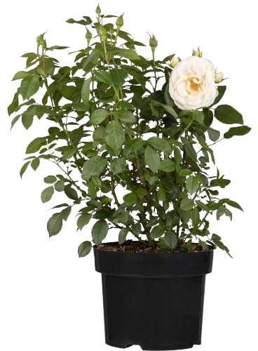 Rosal de Pie Bajo Blanco Natural la Floración de la Primavera en tu Patio