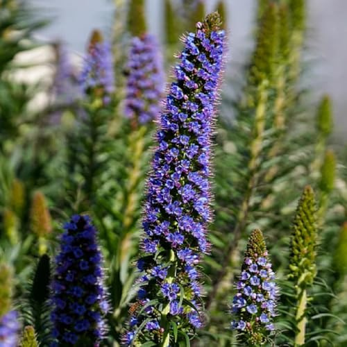 semi di buglossa vipera comune di recisi viperina perenne resistente tappezzante per luoghi soleggiati da balcone perenni resistenti 35pcs