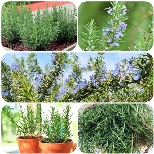 semi di rosmarino biologici, esotiche per aiuole rialzate per giardino di verdi roccioso perenni resistenti 500pcs