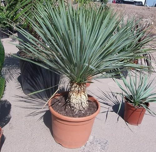 Yucca Rostrata, eine schöne Pflanze