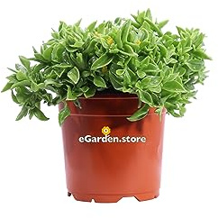 Pianta di Aptenia Cordifolia Gialla pianta da esterno pianta di Aptenia foglie verdi pianta da fiore giallo pianta succulenta pianta ornamentale pianta vera venduta da eGarden.store