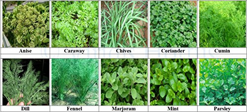 Viridis Hortus -10 Pack Herb Collection Seeds - Anise, Caraway, Chives, Coriander, Cumin, Dill, Fennel, Marjoram, Mint & Parsley