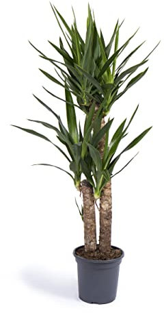 Cool Green - Planta natural interior - Yuca Mediana | Decoracion hogar