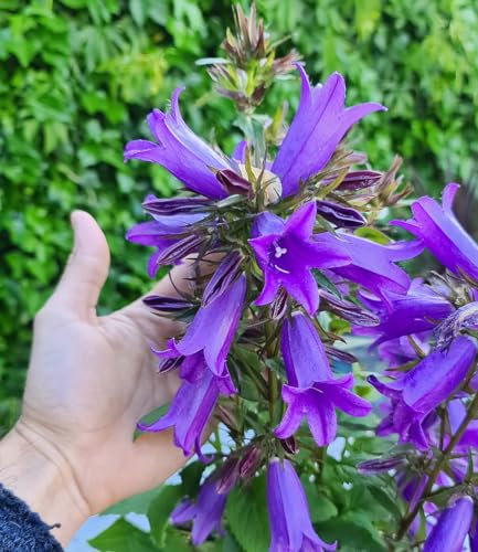 BALDUR Garten Campanula 'Rebelle®',1 Knolle, Blüht im Sommer wie verrückt,Riesige Blütenglocken,Winterhart & pflegeleicht im Beet & Kübel,Campanula glomerata