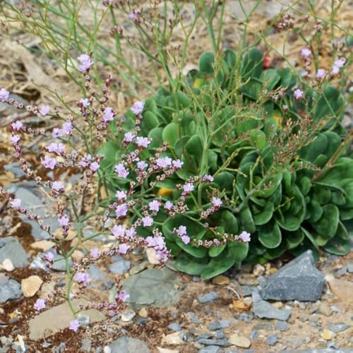 semillas de lavanda marina, limonium sinense, jardín de interior, decoración aromáticas, resistentes en Jardín 85pcs