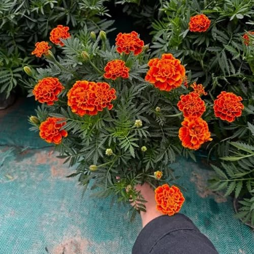 semi di calendula, giardino resistenti balcone esotiche 150pcs