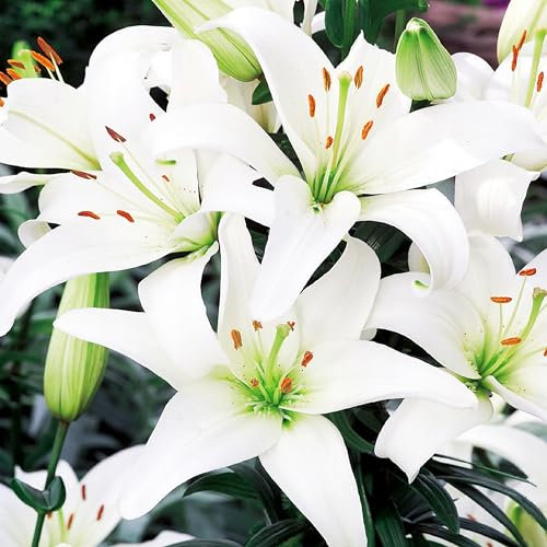 Lilienzwiebeln Asiatische Lilie große Zwiebeln Onion Lilium Knolle Winterhart Frische mehrjährig duftenden Prachtblüten (Weiss XXL)