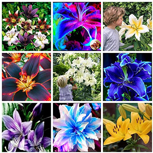 Lilium martagon zwiebeln,winterharte,lilien deko,lilien im topf,lilie riesen,lilie,lilien zwiebeln forever susan,duft lilien,lilien knollen,lilien zwiebeln winterhart mehrjährig.-4 zwiebeln-A