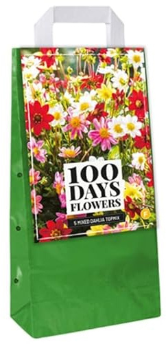 Jub - 5 Bulbes Dahlias Topmix