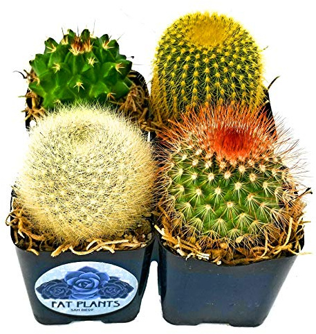 Fatplants Mini Cactus Plants Live Plants (4 Pack), Cactus Plant Indoor Live Plants, Cacti Plants Live Cactus Decor, Succulents Plants Live Houseplants, Mini Cactus Gifts in Cactus Soil Potting Mix