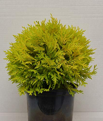 Kugel Lebensbaum Thuja occidentalis Amber Glow 20-25 cm breit im 2 Liter Pflanzcontainer