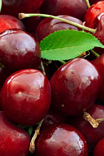 Albero di Ciliegio pianta di ciliegia varietà Bigarreau Moreau Età 2 anni in vaso pianta vera di ciliegio venduta da eGarden.store