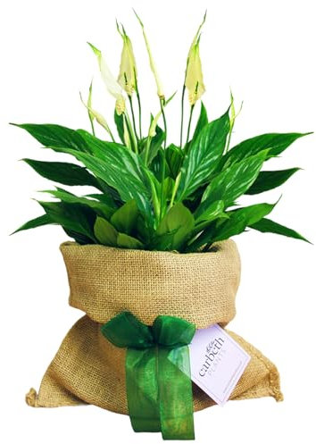 Carbeth Plants Peace Lily Indoor Plant Gift Wrapped - Personailsed Message - Present Idea for Women, Friends and Loved Ones - Birthday, Thank You, Remembrance, Housewarming Idea