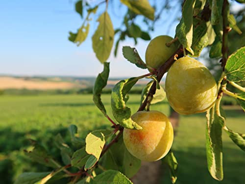 Mirabelle von Nancy im großen Topf 120-150cm Obstbaum Buschobst Mirabellenbaum Obst
