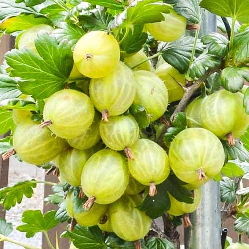 UVA SPINA VERDE INVICTA 1 LITRO