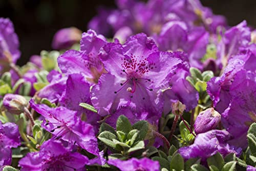 Rhododendron keleticum 15–20 cm – Winterhart, Immergrün, Pflegeleicht – Zwerg-Rhododendron – Beetpflanze für Steingarten & Kübel