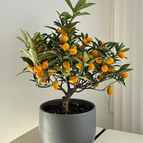Semi di kumquat, Citrus japonica, semi del frutto colonnare acquistare i semi dell'albero di kumquat le sono resistenti esotici 100pcs