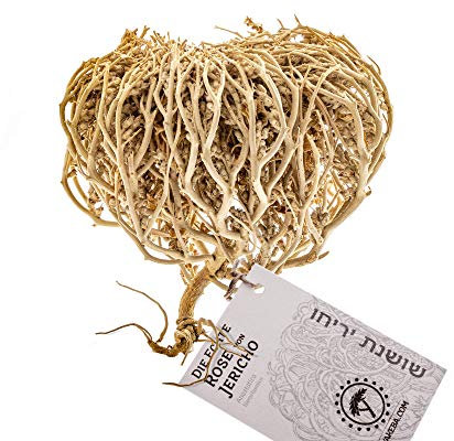 YAKEBA | Echte Rose von Jericho | Mittel | Anastatica hierochuntica - Wüstenrose | Besondere Deko | Für Flaschengarten, Pflanzen Terrarium uvm. | Getrocknete Rosen von Jericho original aus Israel