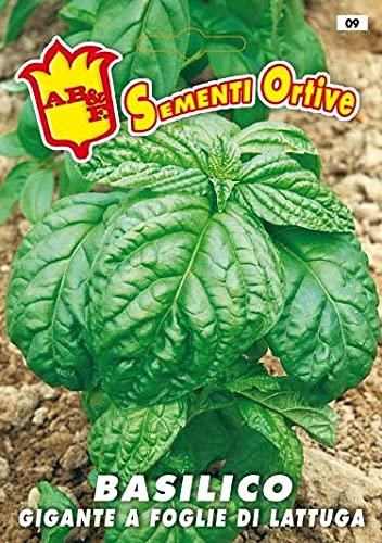 Basilico Géant feuille de Laigue, graines en sachet