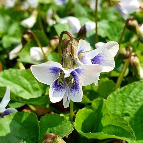 200 pcs duftveilchen samen, blumensaat, balkonpflanzen winterhart mehrjährig (Viola odorata) pflanzen samen indoor, pflanzen winterhart outdoor pflanzen, exotische pflanzen winterhart