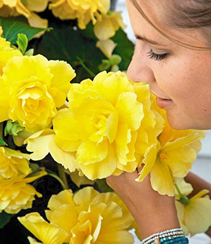 Ultrey Seed House - 100 Pieces Fragrance Begonia Bulbs Flower Seeds Hanging Basket Begonia Collection one of The Most Popular perennials for Shade!