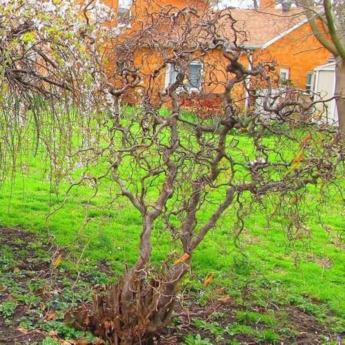 haselnussstrauch winterhart samen - kübelpflanzen, pflanzen winterhart hochbeet, gartenpflanzen winterhart alte sorten, balkonpflanzen bodendecker samen winterhart, alte sorten saatgut 15pcs