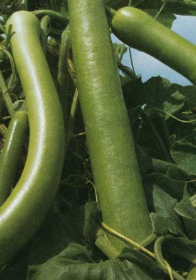 Salerno Seeds Squash Zucca Cucuzza Sicilian Squash Zucca Lunga Da Pergola 4 Grams Made in Italy Italian Non-GMO